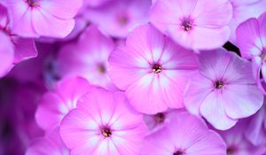 Preview wallpaper phlox, flowers, petals, gradient, pink