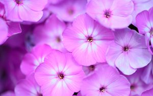 Preview wallpaper phlox, flowers, petals, gradient, pink