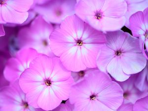 Preview wallpaper phlox, flowers, petals, gradient, pink