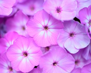 Preview wallpaper phlox, flowers, petals, gradient, pink