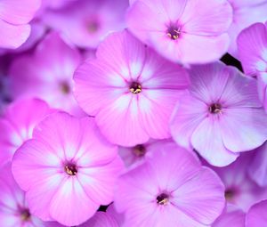 Preview wallpaper phlox, flowers, petals, gradient, pink