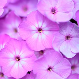 Preview wallpaper phlox, flowers, petals, gradient, pink