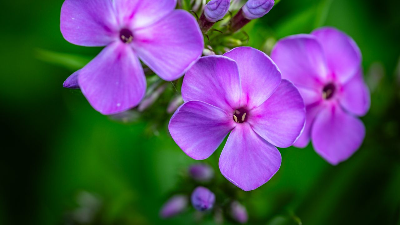 Wallpaper phlox, flowers, petals, purple, macro