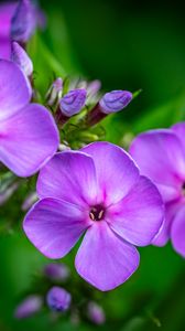 Preview wallpaper phlox, flowers, petals, purple, macro