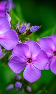 Preview wallpaper phlox, flowers, petals, purple, macro