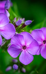 Preview wallpaper phlox, flowers, petals, purple, macro