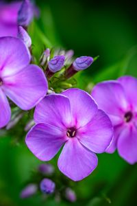 Preview wallpaper phlox, flowers, petals, purple, macro