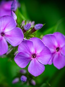 Preview wallpaper phlox, flowers, petals, purple, macro