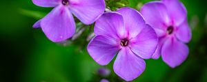 Preview wallpaper phlox, flowers, petals, purple, macro