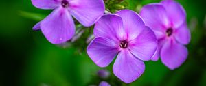 Preview wallpaper phlox, flowers, petals, purple, macro