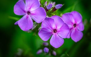 Preview wallpaper phlox, flowers, petals, purple, macro