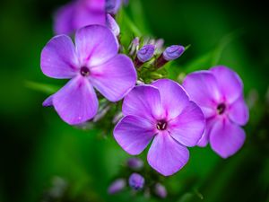 Preview wallpaper phlox, flowers, petals, purple, macro