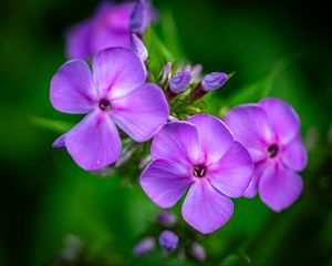 Preview wallpaper phlox, flowers, petals, purple, macro
