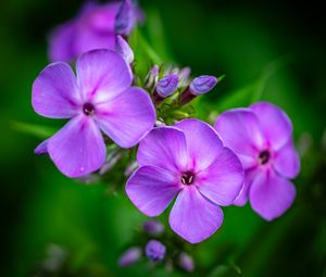 Preview wallpaper phlox, flowers, petals, purple, macro