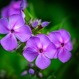 Preview wallpaper phlox, flowers, petals, purple, macro