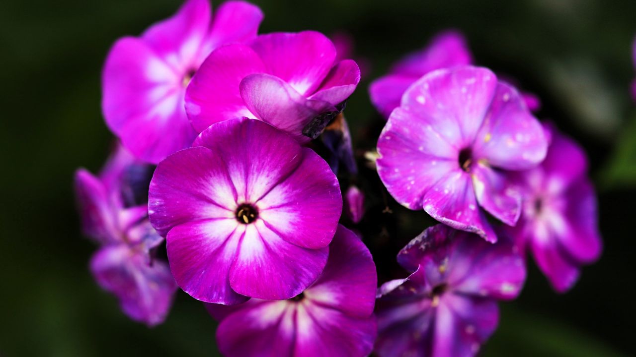 Wallpaper phlox, flowers, petals, nature, macro, pink