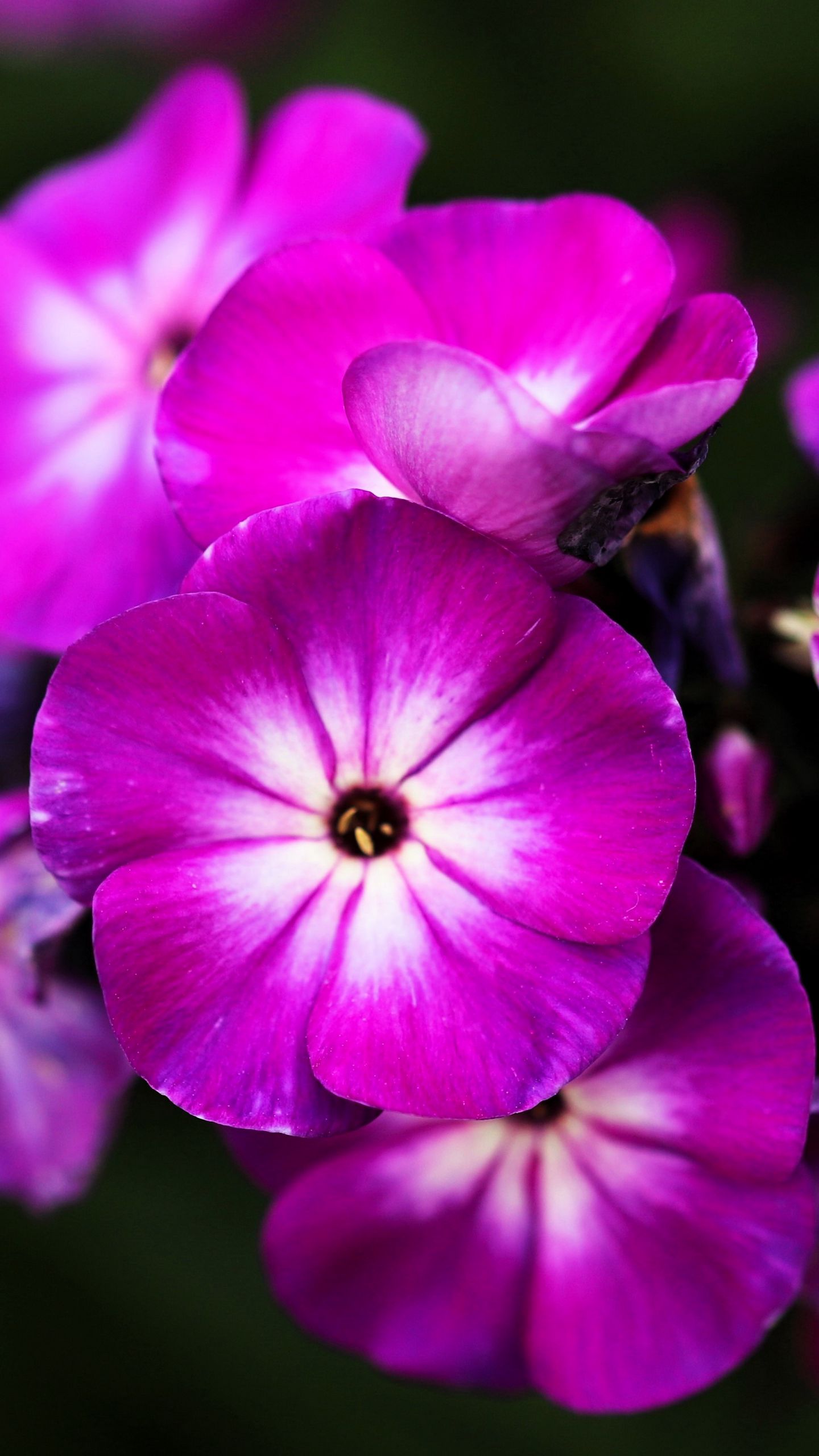 1440x2560 Wallpaper phlox, flowers, petals, nature, macro, pink