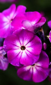 Preview wallpaper phlox, flowers, petals, nature, macro, pink