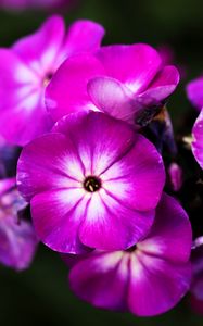 Preview wallpaper phlox, flowers, petals, nature, macro, pink