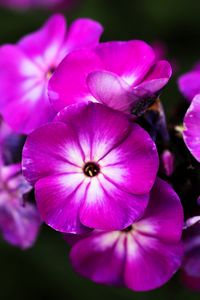Preview wallpaper phlox, flowers, petals, nature, macro, pink