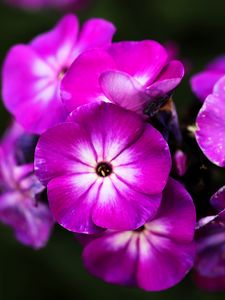 Preview wallpaper phlox, flowers, petals, nature, macro, pink