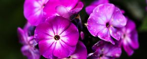 Preview wallpaper phlox, flowers, petals, nature, macro, pink