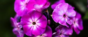 Preview wallpaper phlox, flowers, petals, nature, macro, pink