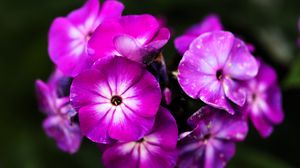 Preview wallpaper phlox, flowers, petals, nature, macro, pink
