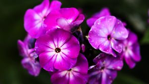 Preview wallpaper phlox, flowers, petals, nature, macro, pink