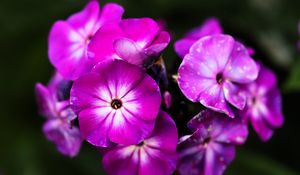 Preview wallpaper phlox, flowers, petals, nature, macro, pink