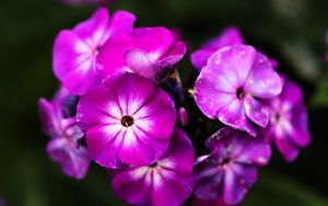 Preview wallpaper phlox, flowers, petals, nature, macro, pink