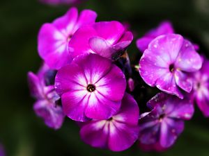 Preview wallpaper phlox, flowers, petals, nature, macro, pink