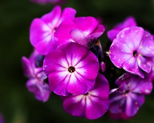 Preview wallpaper phlox, flowers, petals, nature, macro, pink