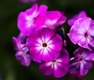 Preview wallpaper phlox, flowers, petals, nature, macro, pink