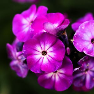 Preview wallpaper phlox, flowers, petals, nature, macro, pink