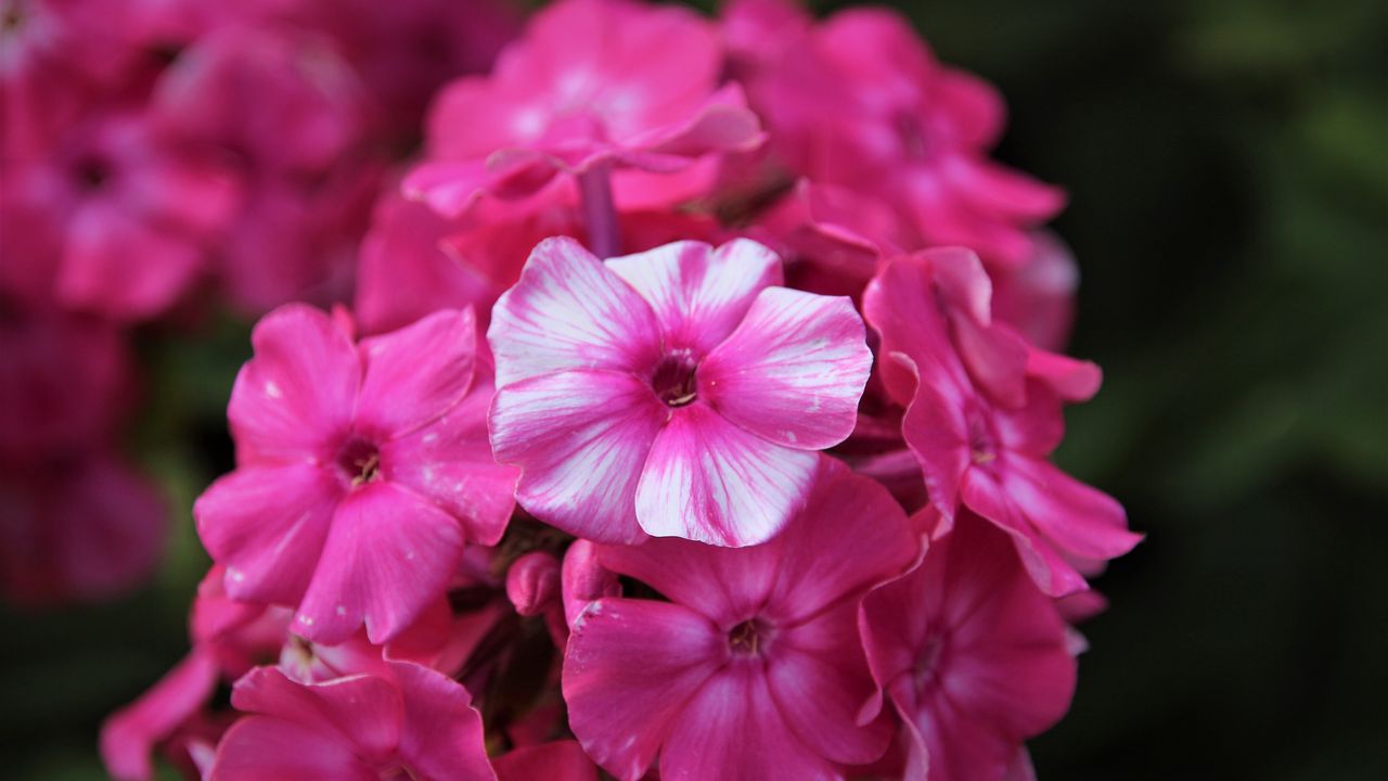 Wallpaper phlox, flowers, pink, petals