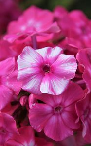 Preview wallpaper phlox, flowers, pink, petals