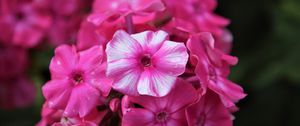 Preview wallpaper phlox, flowers, pink, petals