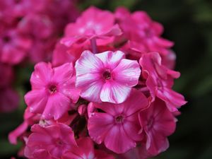 Preview wallpaper phlox, flowers, pink, petals