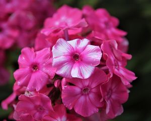 Preview wallpaper phlox, flowers, pink, petals