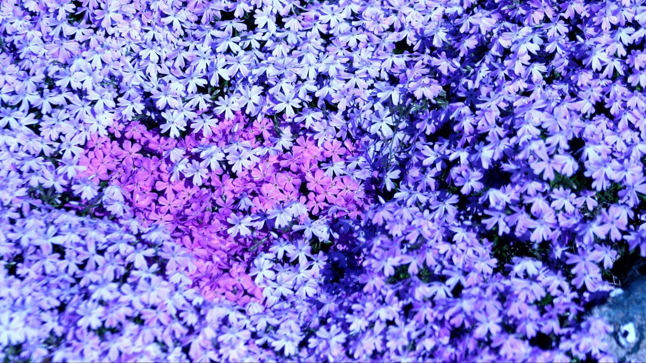 Wallpaper phlox, flowers, small, many