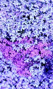 Preview wallpaper phlox, flowers, small, many