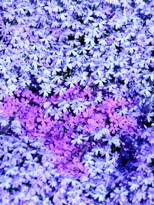 Preview wallpaper phlox, flowers, small, many