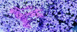 Preview wallpaper phlox, flowers, small, many