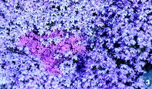 Preview wallpaper phlox, flowers, small, many
