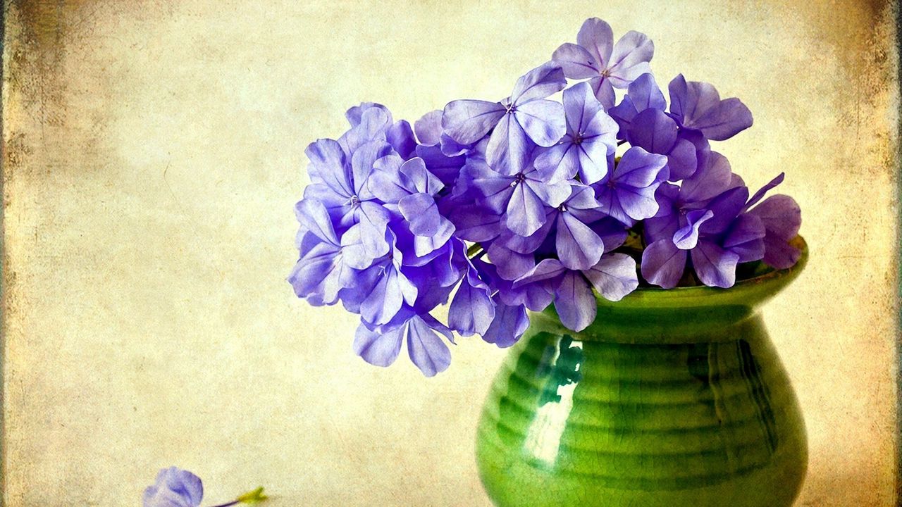 Wallpaper phlox, flowers, vase, background