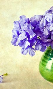 Preview wallpaper phlox, flowers, vase, background