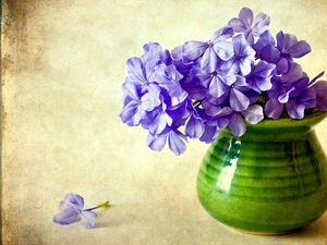 Preview wallpaper phlox, flowers, vase, background