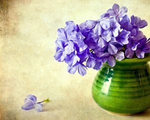 Preview wallpaper phlox, flowers, vase, background