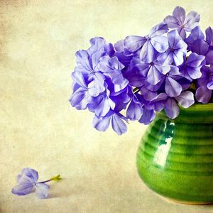 Preview wallpaper phlox, flowers, vase, background